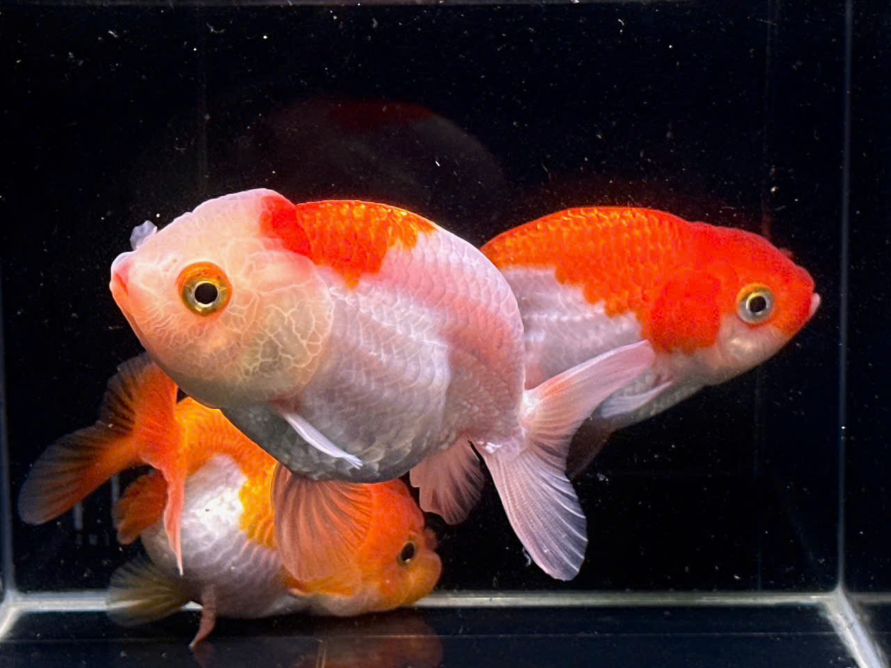 Cá ranchu mini 1 Cá ranchu mini