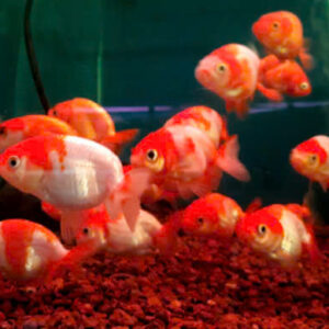 Cá ranchu mini 8 ca ranchu nho