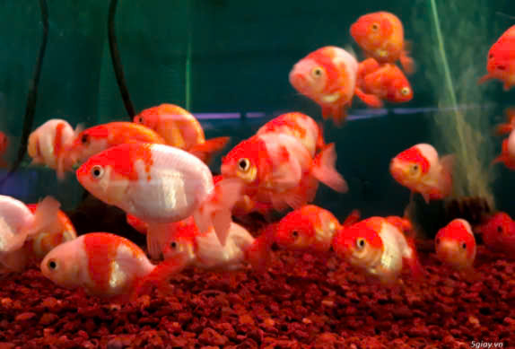 Cá ranchu mini 3 Cá ranchu mini - Ảnh 3