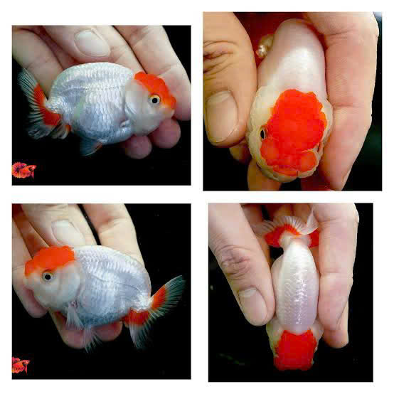 Cá ranchu mini 4 Cá ranchu mini - Ảnh 4