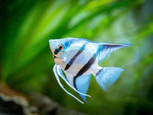 Cá thần tiên mini 1 Cá thần tiên mini