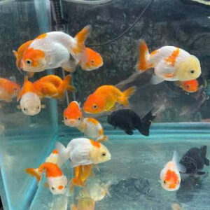 Cá ranchu mini 10 ca vang ranchu