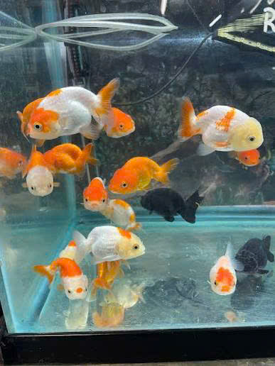 Cá ranchu mini 5 Cá ranchu mini - Ảnh 5