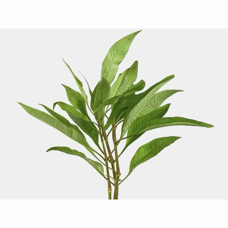Cây đại liễu lùn 2 Cây đại liễu lùn - Ảnh 2