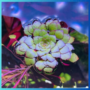 Cây ấu thái 13 cay au thai