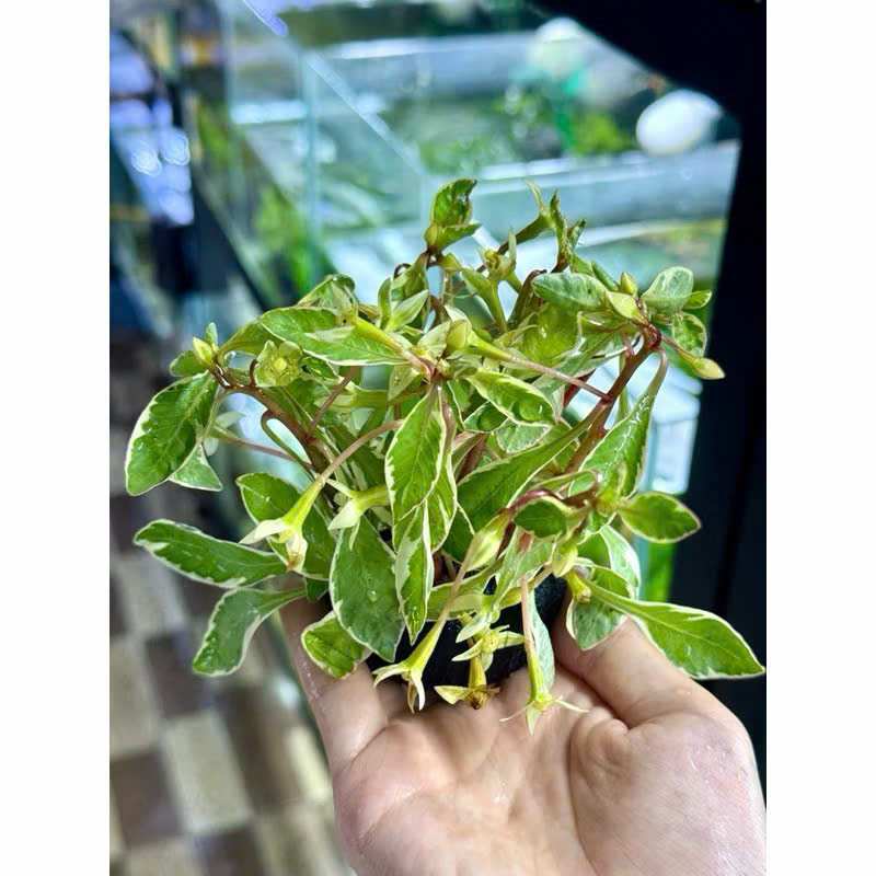 Cây bạch thái dương giá thể 3 Cây bạch thái dương giá thể - Ảnh 3