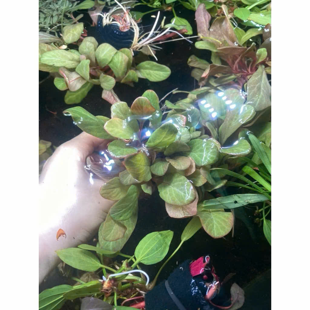 Cây cải đỏ 3 Cây cải đỏ - Ảnh 3