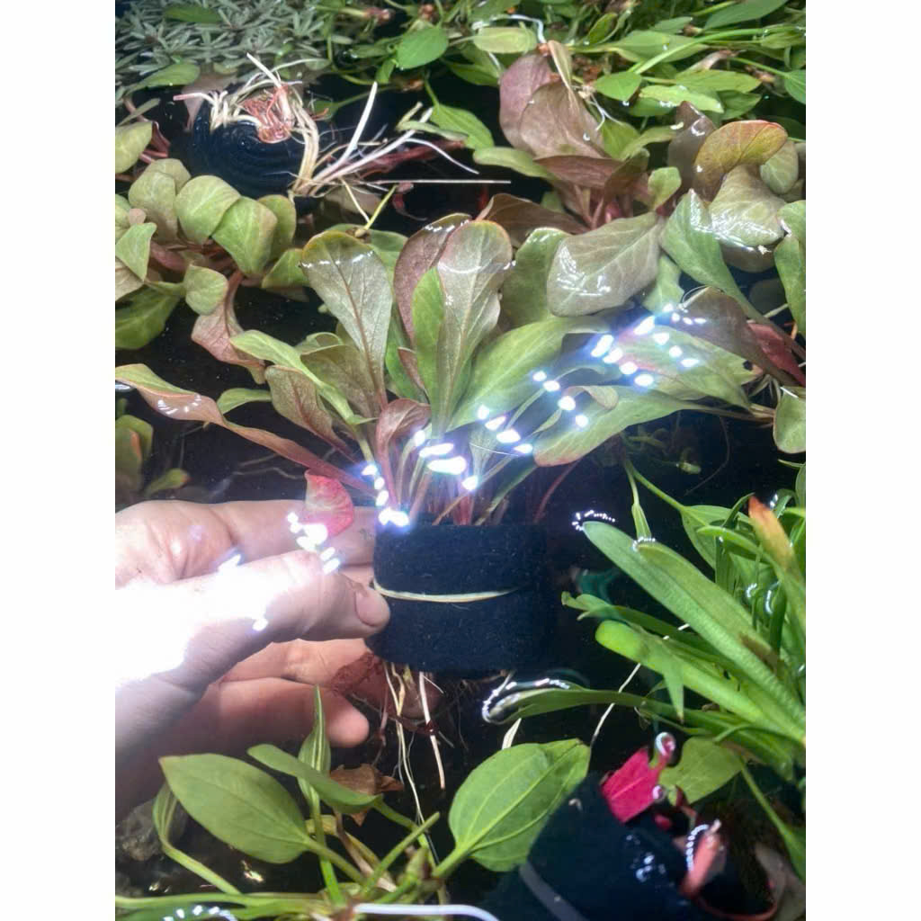 Cây cải đỏ 4 Cây cải đỏ - Ảnh 4
