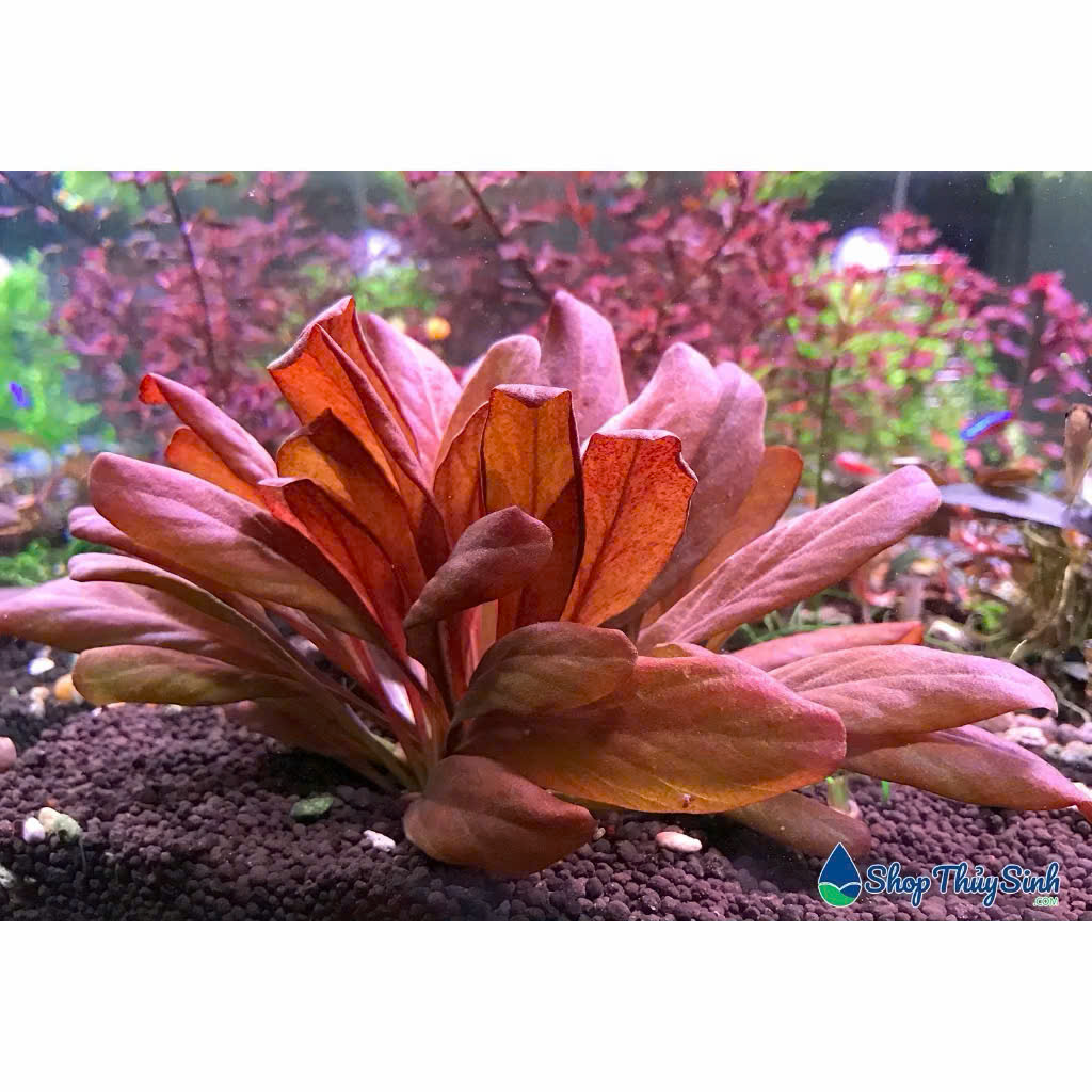 Cây cải đỏ 5 Cây cải đỏ - Ảnh 5