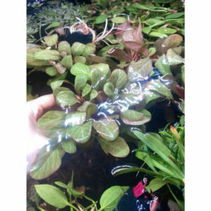Cây cải đỏ 14 cay cai do thuy sinh 2