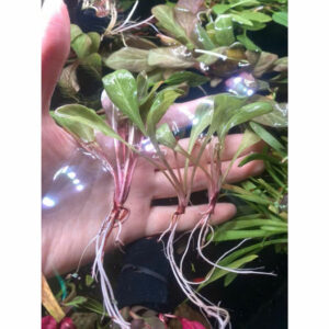 Cây cải đỏ 15 cay cai do thuy sinh 3
