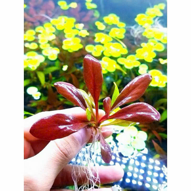 Cây cải đỏ 8 Cây cải đỏ - Ảnh 8
