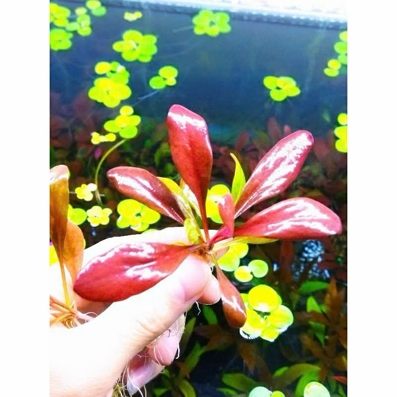 Cây cải đỏ 1 Cây cải đỏ