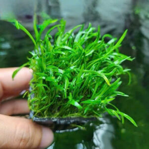 Cỏ lưỡi rắn huệ nước 8 cay co luoi ran 1