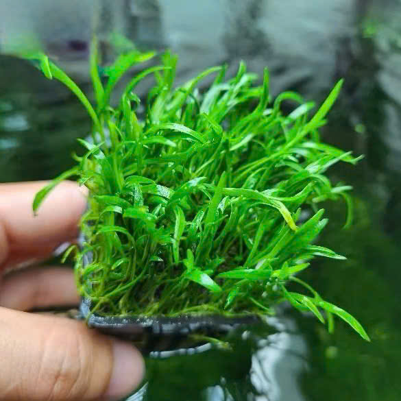 Cỏ lưỡi rắn huệ nước 2 Cỏ lưỡi rắn huệ nước - Ảnh 2
