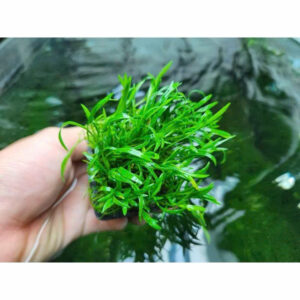 Cỏ lưỡi rắn huệ nước 9 cay co luoi ran 2