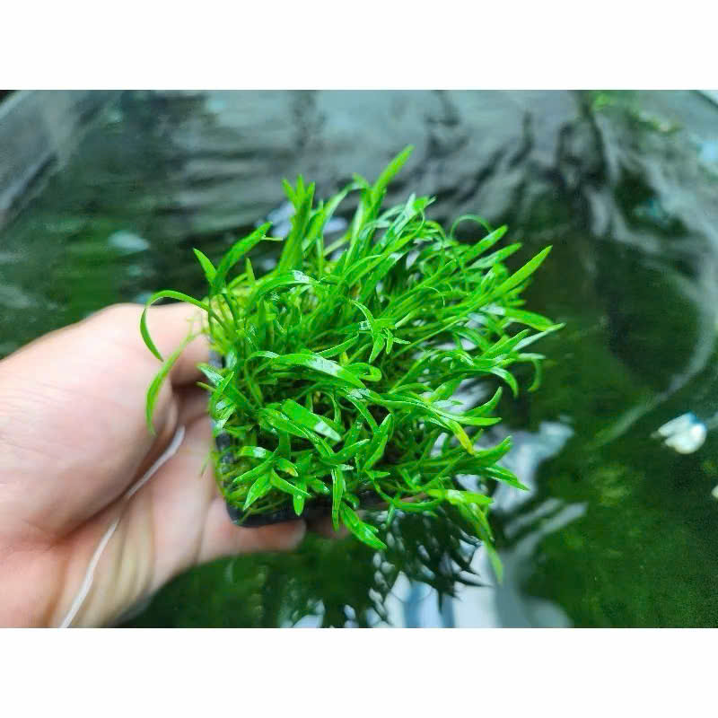 Cỏ lưỡi rắn huệ nước 3 Cỏ lưỡi rắn huệ nước - Ảnh 3