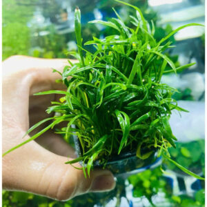 Cỏ lưỡi rắn huệ nước