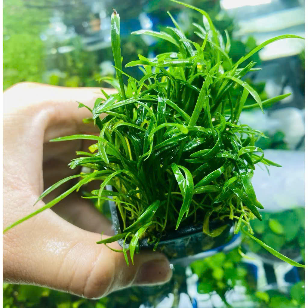Cỏ lưỡi rắn huệ nước 1 Cỏ lưỡi rắn huệ nước