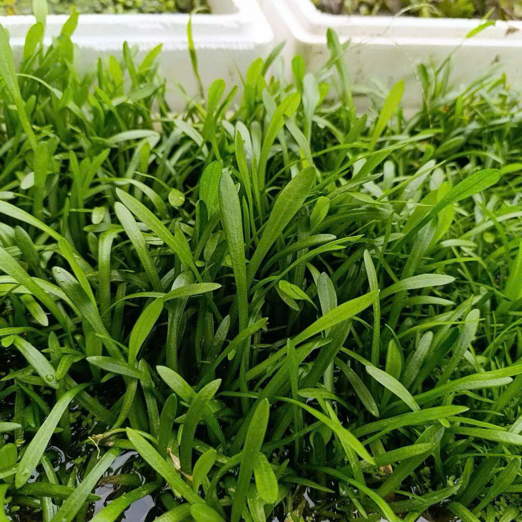 Cỏ thìa 4 Cỏ thìa - Ảnh 4