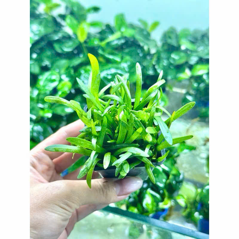 Cỏ thìa 5 Cỏ thìa - Ảnh 5