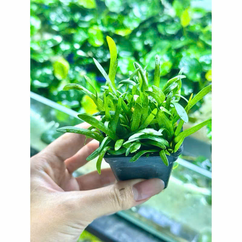 Cỏ thìa 6 Cỏ thìa - Ảnh 6
