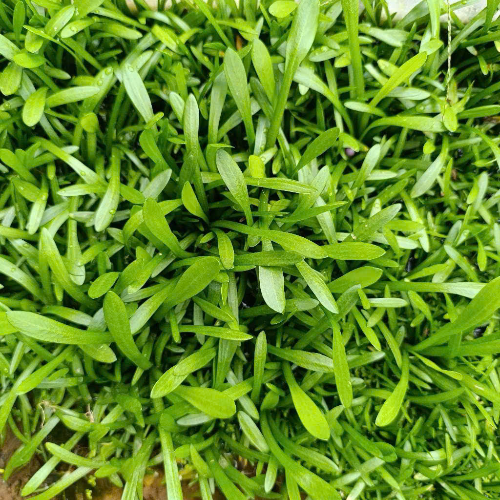 Cỏ thìa 7 Cỏ thìa - Ảnh 7