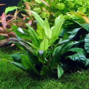 Cây đại liễu lùn 10 cay dai lieu lun 1