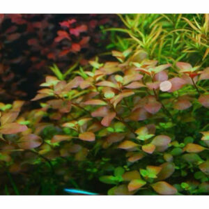 Cây diệp tài hồng 6 cay diep tai hong 1