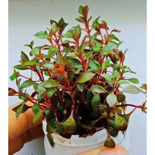 Cây diệp tài hồng 3 Cây diệp tài hồng - Ảnh 3