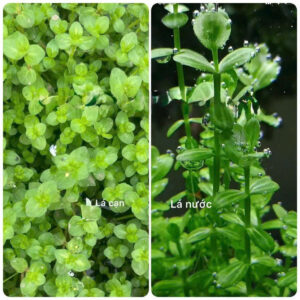 Cây dưa hấu 7 cay dua hau thuy sinh 2