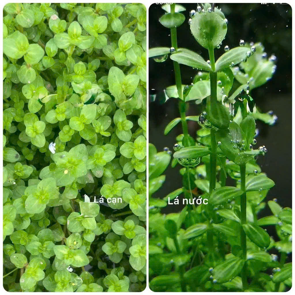 Cây dưa hấu 4 Cây dưa hấu - Ảnh 4