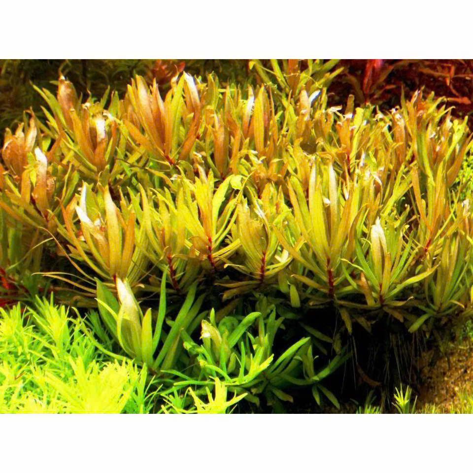 Cây hoàng hồng thảo 2 Cây hoàng hồng thảo - Ảnh 2