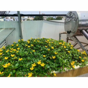 cay hong thai duong 3