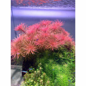 cay hong thai duong 4