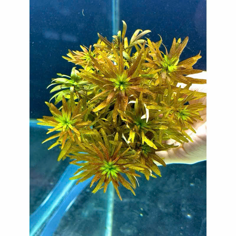 Cây hồng thái dương giá thể 3 Cây hồng thái dương giá thể - Ảnh 3