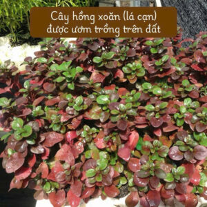 cay hong xoan