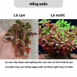 cay hong xoan thuy sinh