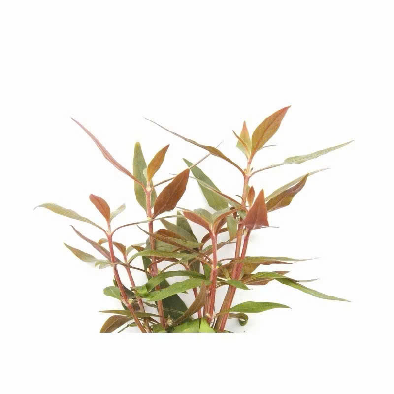 Cây huyết tâm lan 3 Cây huyết tâm lan - Ảnh 3