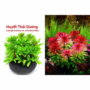 Cây huyết thái dương giá thể