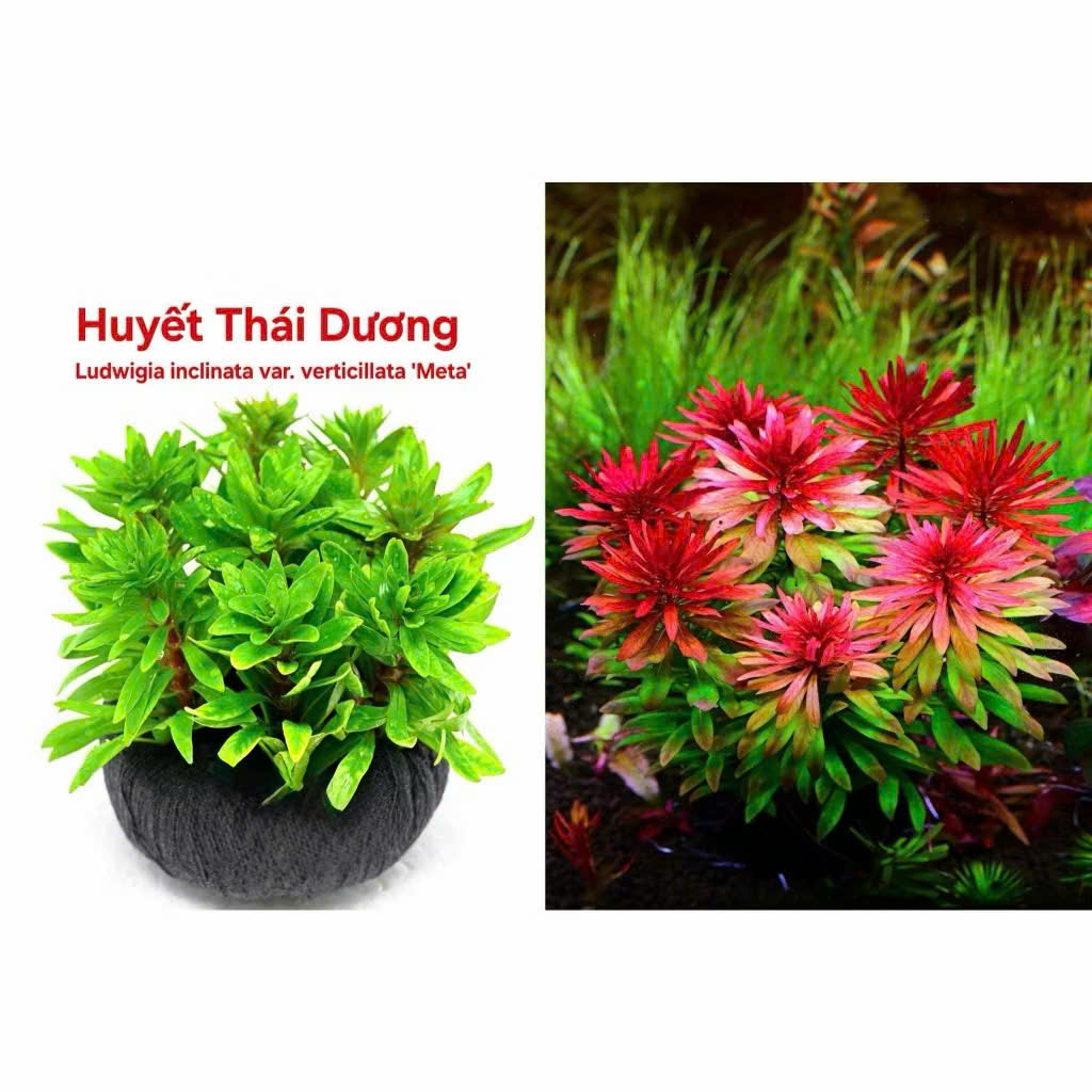 Cây huyết thái dương 6 Cây huyết thái dương - Ảnh 6
