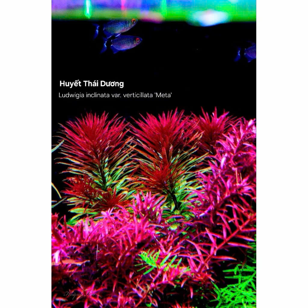 Cây huyết thái dương 4 Cây huyết thái dương - Ảnh 4