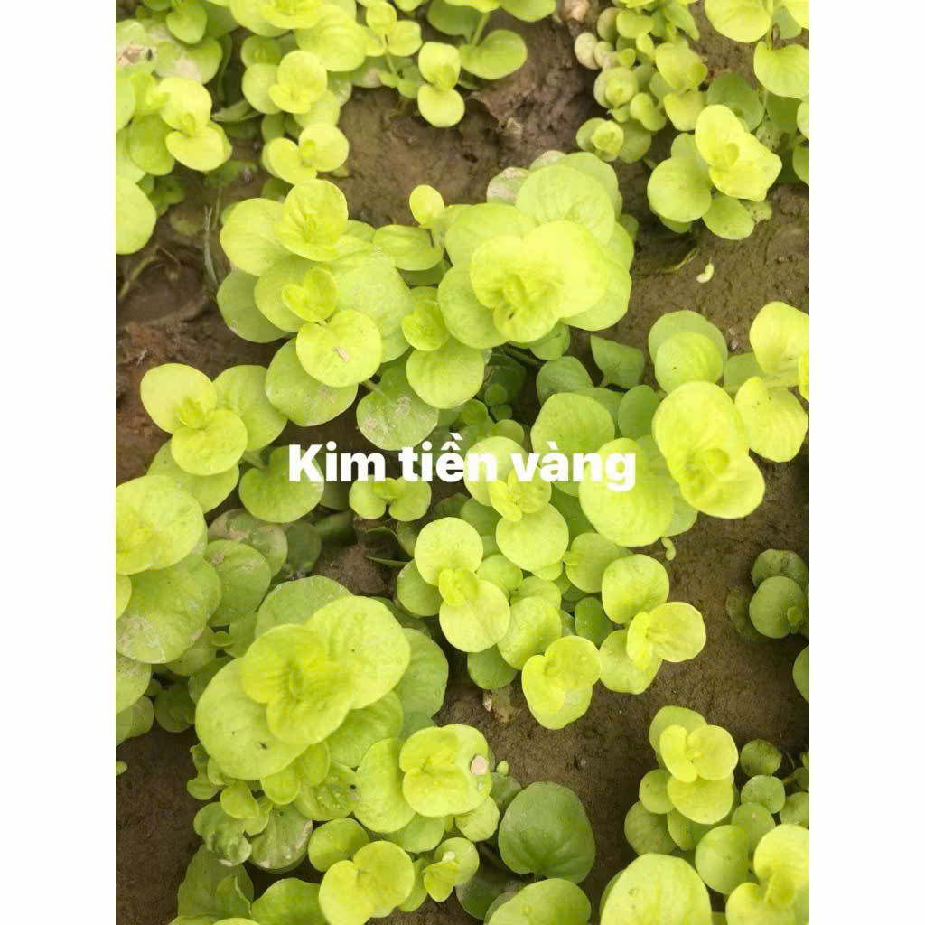 Cây kim tiền vàng 2 Cây kim tiền vàng - Ảnh 2