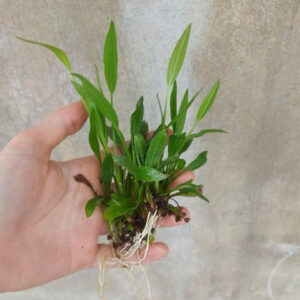 Cây lan nước