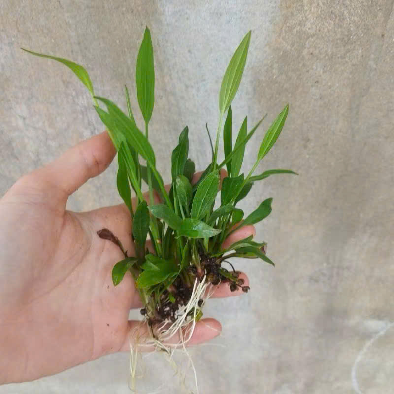 Cây lan nước 1 Cây lan nước