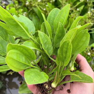 Cây lan nước 8 cay lan nuoc 4