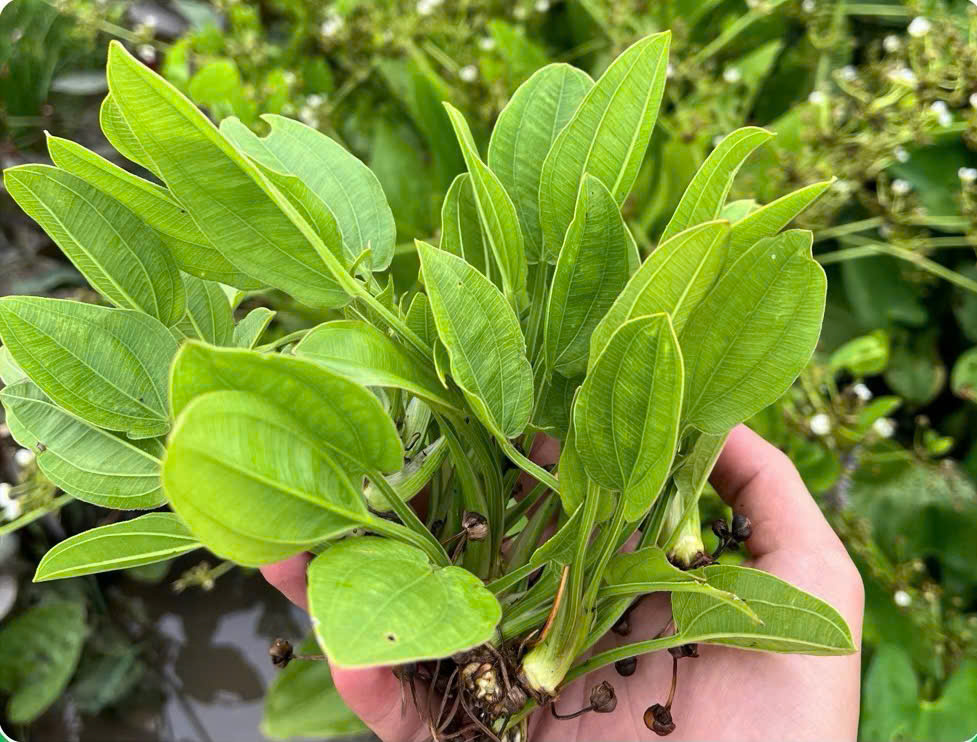 Cây lan nước 3 Cây lan nước - Ảnh 3