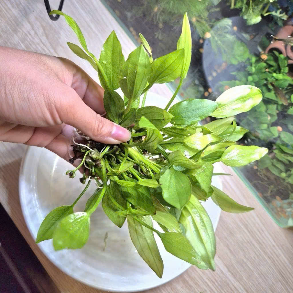 Cây lan nước 6 Cây lan nước - Ảnh 6