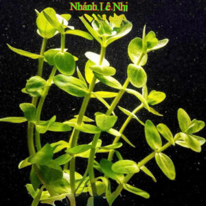 Cây lệ nhi 9 cay le nhi 1