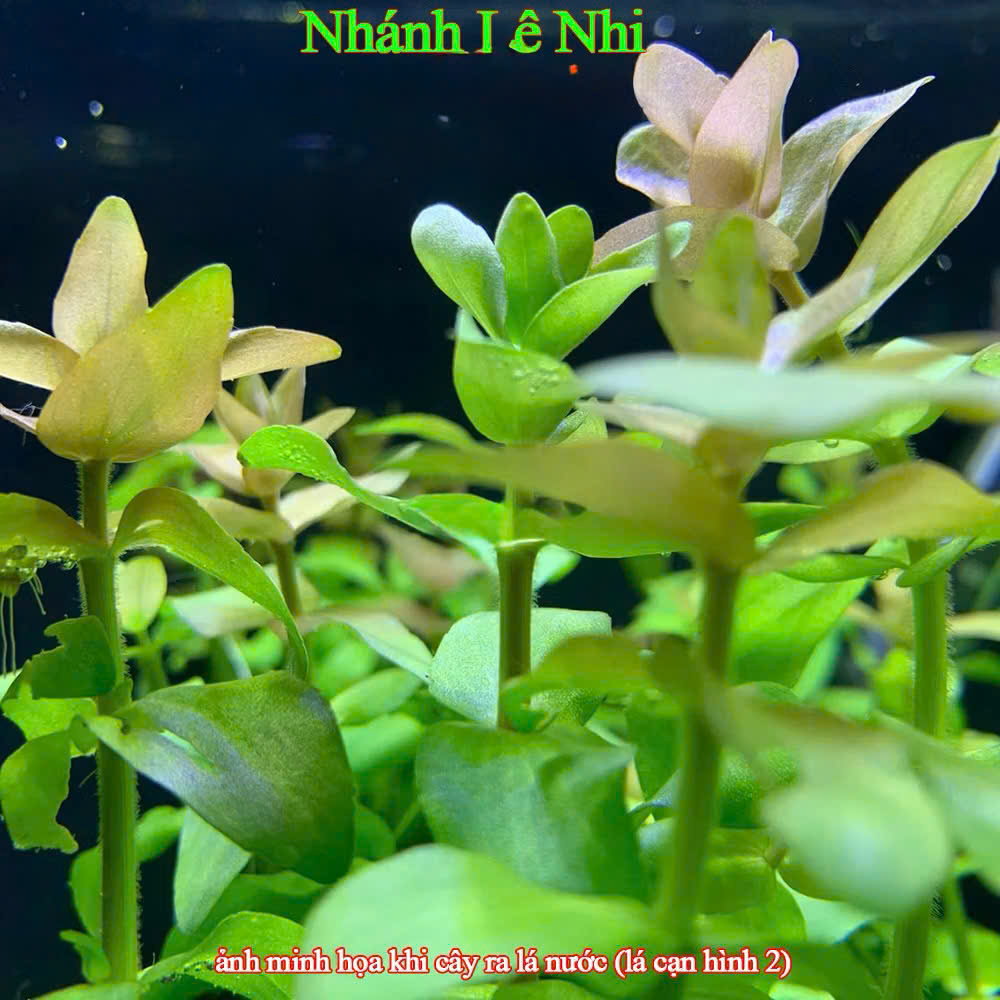 Cây lệ nhi 5 Cây lệ nhi - Ảnh 5